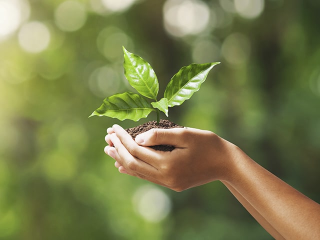 Hand holding seedling with blurred nature background