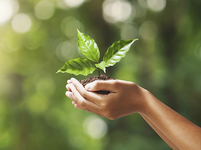 Hand die Setzling hält mit verschwommenen Naturhintergrund